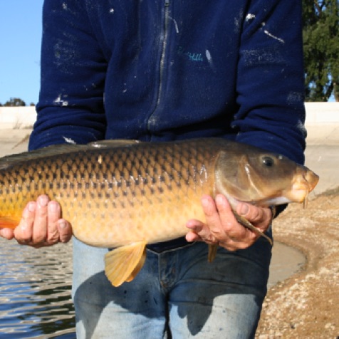 Carp caught on a private dam in Alentejo
Carp caught on a private dam in Alentejo